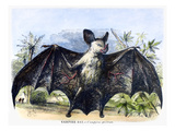 Buy Vampire Bat at AllPosters.com
