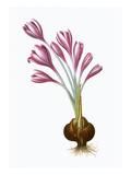 Buy Autumn Crocus at AllPosters.com