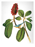 Audubon: Warbler