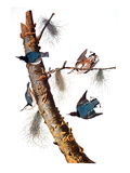 Buy Audubon: Nuthatch at AllPosters.com