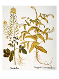 Buy Mustard Plant, 1613 at AllPosters.com