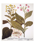 Buy Tobacco Rustica, 1613 at AllPosters.com