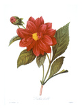 Buy Dahlia (Dahlia Pinnata) at AllPosters.com
