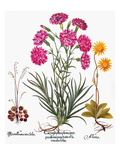 Buy Botany: Flowers, 1613 at AllPosters.com