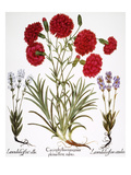 Buy Carnation & Lavender, 1613 at AllPosters.com