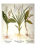 Buy Lily-Of-The-Valley at AllPosters.com