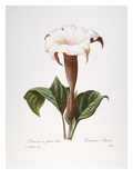 Redoute: Datura, 1833