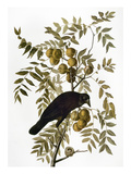 Audubon: Crow