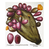 Buy Cactus: Opuntia, 1613 at AllPosters.com