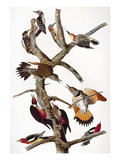 Audubon: Woodpeckers