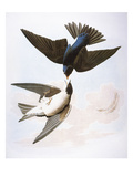 Audubon: Swallows, 1827-38