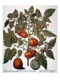 Buy Tomato & Watermelon 1613 at AllPosters.com