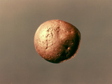 Electrum Nugget, C1100 B.C