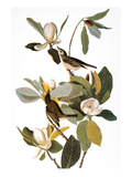 Buy Audubon: Vireo at AllPosters.com