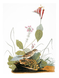Buy Audubon: Bunting at AllPosters.com
