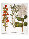 Buy Pomegranate, 1613 at AllPosters.com