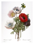 Buy Redoute: Anemone, 1833 at AllPosters.com