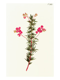 Buy Indigo Plant at AllPosters.com
