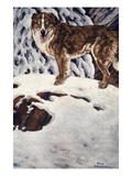 Call Of The Wild, 1903