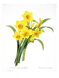 Buy Narcissus (N. Tazetta) at AllPosters.com