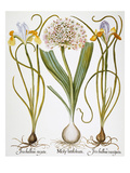 Buy Leek And Irises, 1613 at AllPosters.com