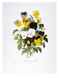 Redoute: Pansy, 1833
