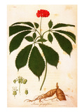Buy Botany: Ginseng at AllPosters.com