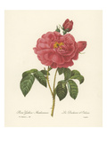 Buy Rosa Gallica at AllPosters.com