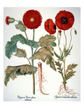 Buy Garden Poppy at AllPosters.com