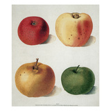 Apples