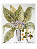 Buy Mandrake And Buttercup at AllPosters.com