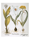 Garlic, 1613