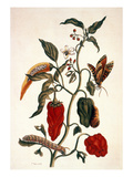 Buy Pepper Plant at AllPosters.com