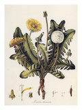 Buy Dandelion at AllPosters.com