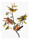 Audubon: Sparrows