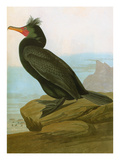 Buy Audubon: Cormorant at AllPosters.com