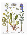 Buy Valerian Flowers, 1613 at AllPosters.com