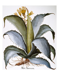 Buy Agave, 1613 at AllPosters.com