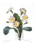 Buy Primrose (Primula Aucalis) at AllPosters.com