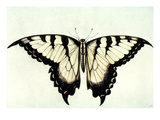 Buy Swallow-Tail Butterfly at AllPosters.com