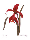 Buy Redout?: St. James' Lily at AllPosters.com