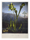 Buy Thornton: Bog Plants at AllPosters.com