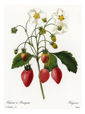 Buy Strawberry at AllPosters.com