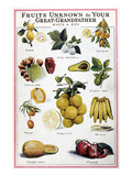 Buy New Fruits, C1950S at AllPosters.com