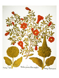 Buy Pomegranate, 1613. at AllPosters.com