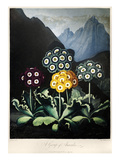 Buy Thornton: Auriculas at AllPosters.com
