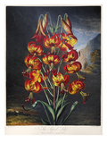 Buy Thornton: Superb Lily at AllPosters.com