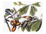 Yellow-Billed Cuckoo