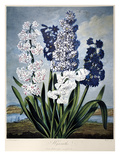 Buy Thornton: Hyacinths at AllPosters.com