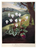 Buy Thornton: Cyclamen at AllPosters.com